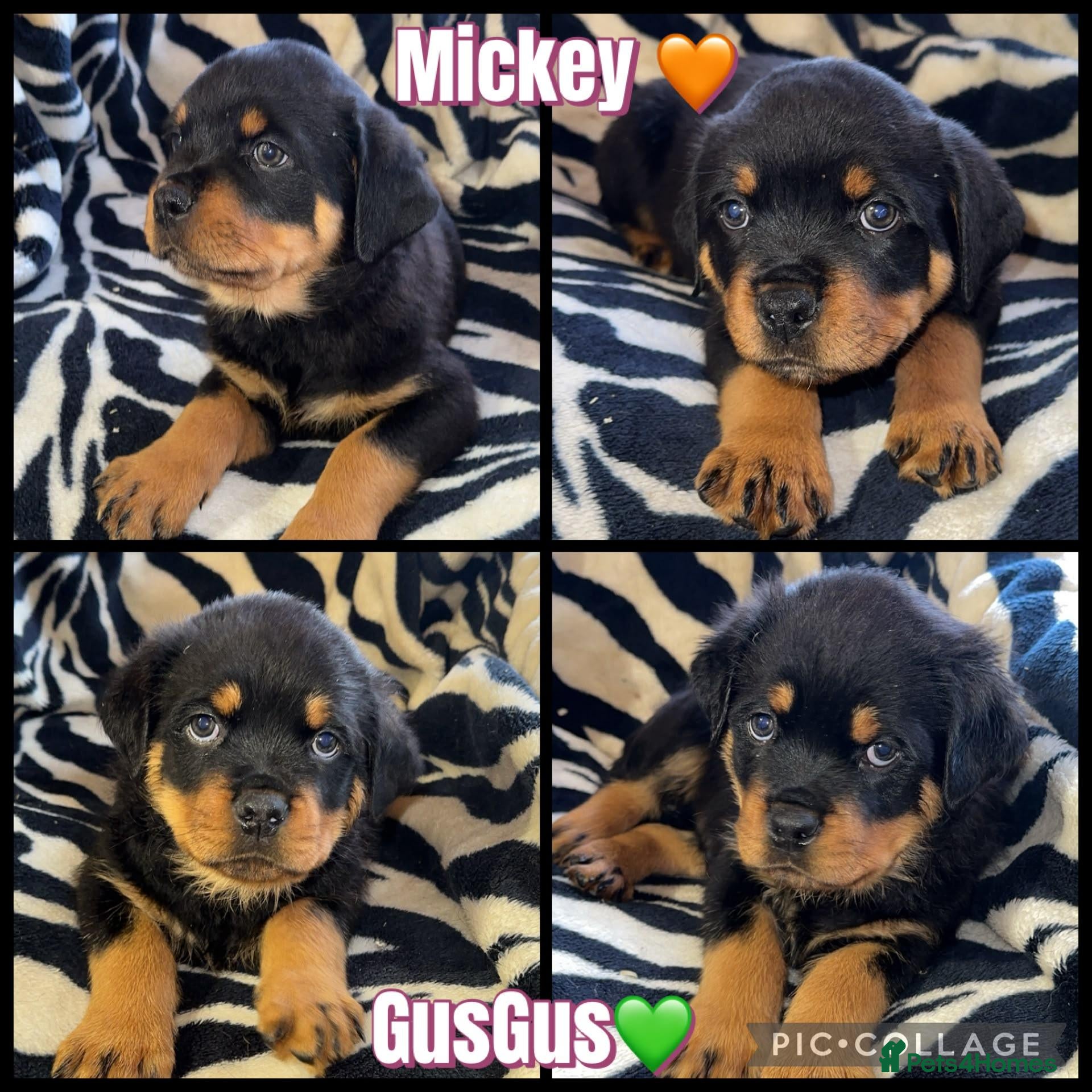 Rottweiler dogs KC Registered Rottweilers puppies  - Advert 11