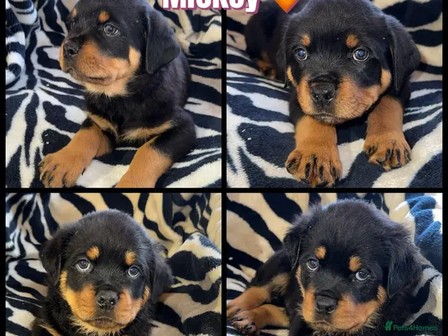 Rottweiler dogs KC Registered Rottweilers puppies - Advert 11