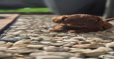 Cavapoo dogs - Advert 4