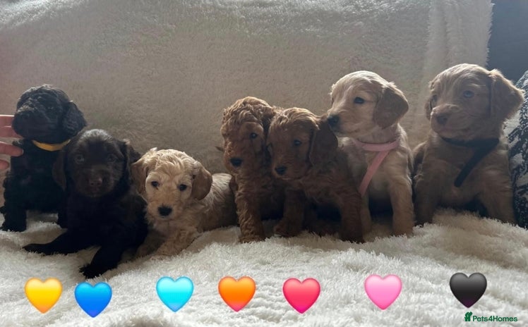 Cockapoo dogs - Advert 4