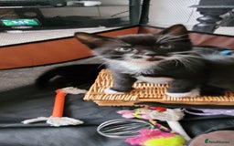 Domestic Shorthair cats for sale: 6 lovable bundles of mischief seek forever home - Image 3