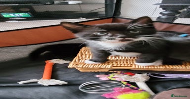 Domestic Shorthair cats - Advert 12