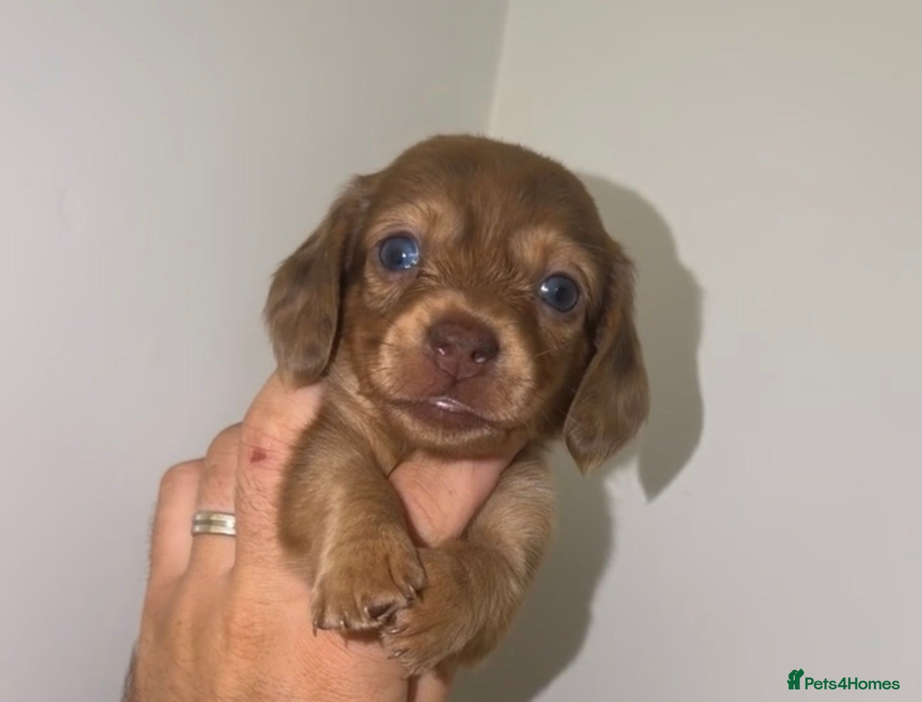 Miniature Dachshund dogs 6 miniature dachshund  - Advert 14