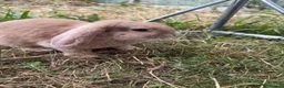 Dwarf Lop rabbits for sale: Dwarf Lops - Advert 9