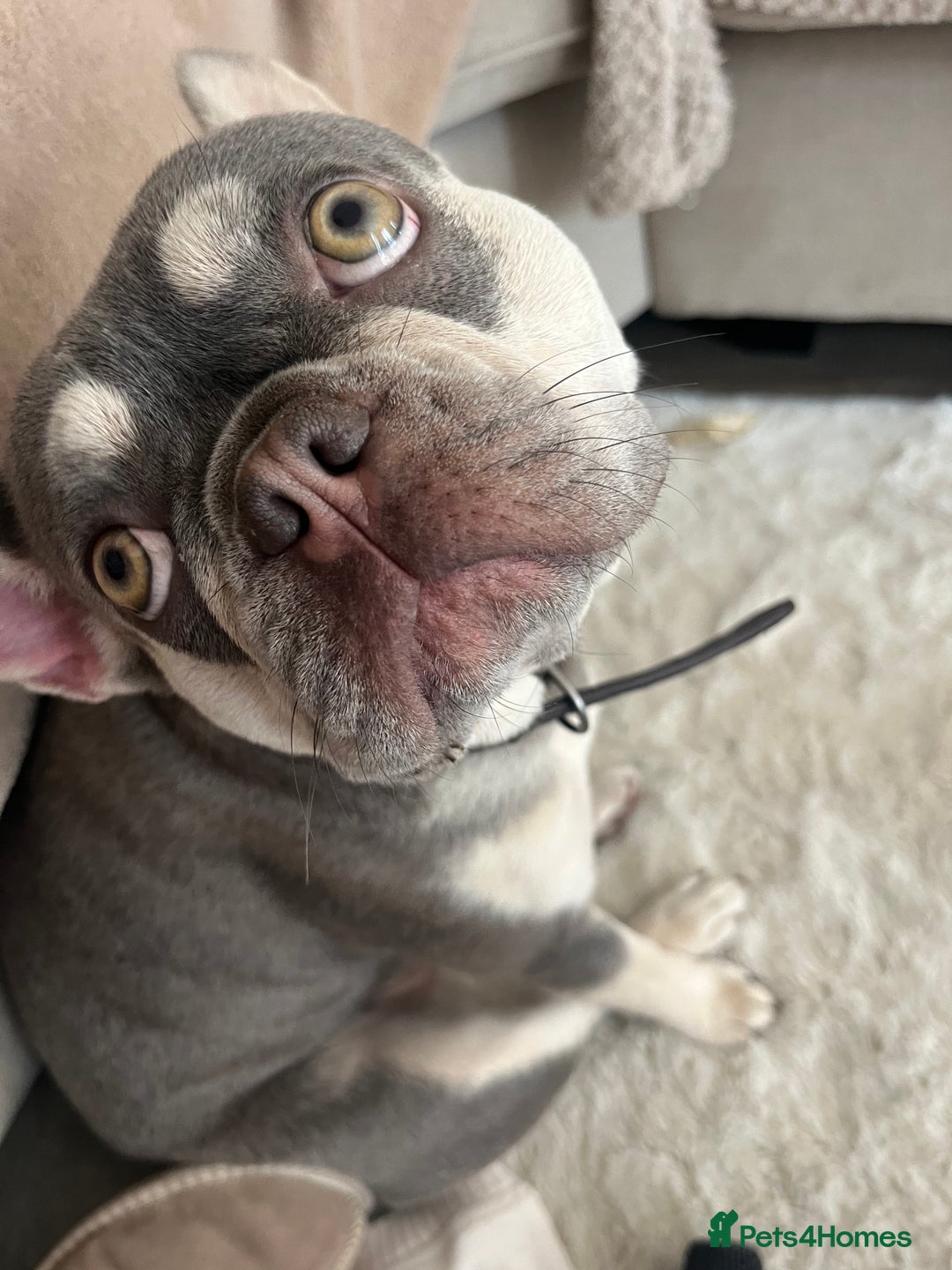 French Bulldog dogs for sale: Rehome of 1 year old female French Bulldog - Image 3