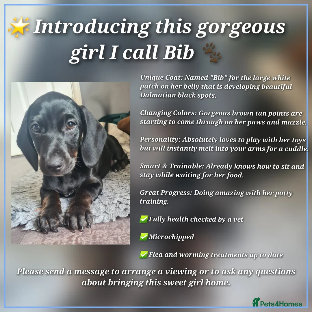 Mixed Breed dogs for sale: Dalmatian cross Dachshund puppies - Advert 1