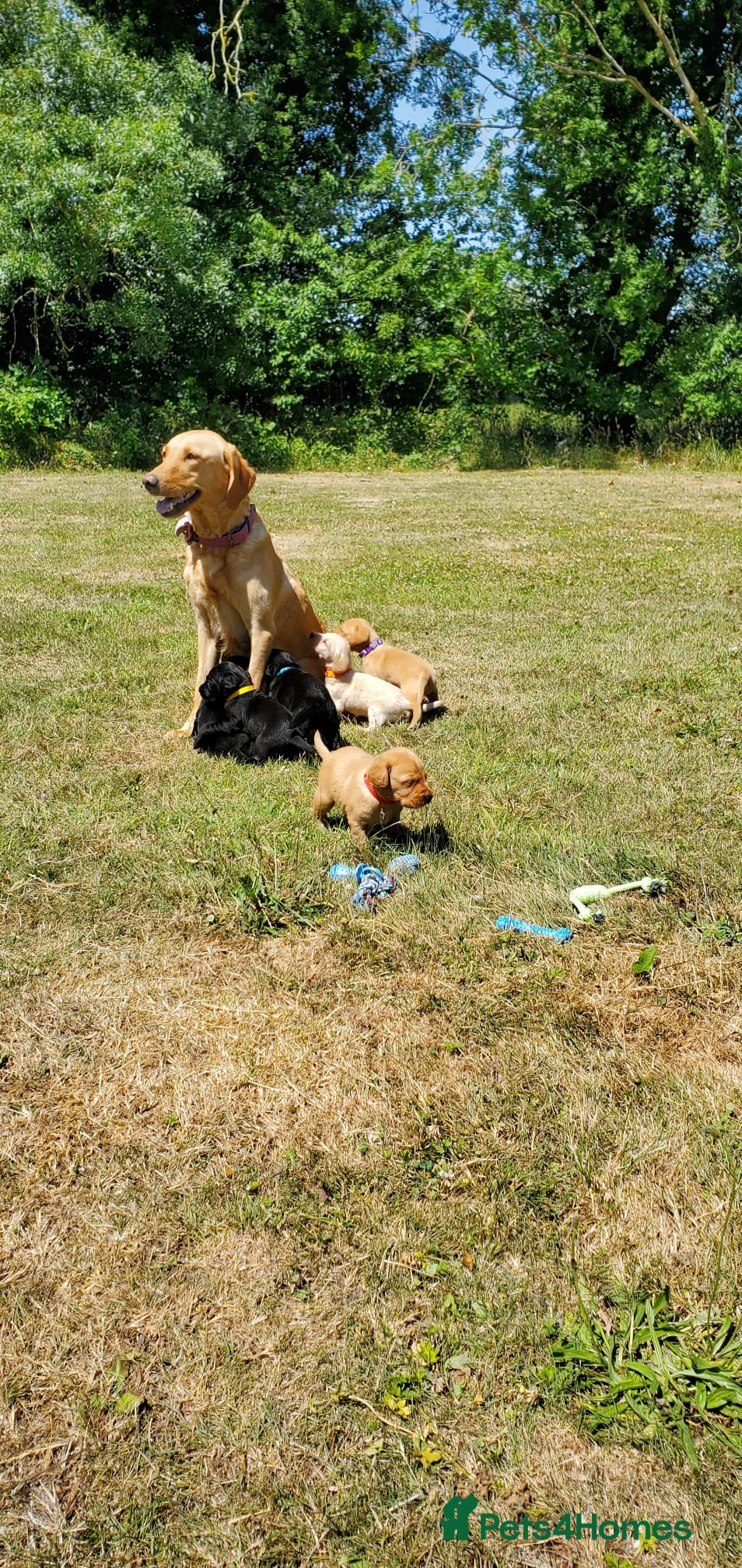 Springador dogs 4 more beautiful springador puppies left  - Advert 13