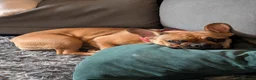French Bulldog dogs for sale: French bulldog (girl) in Dunmow - Advert 2