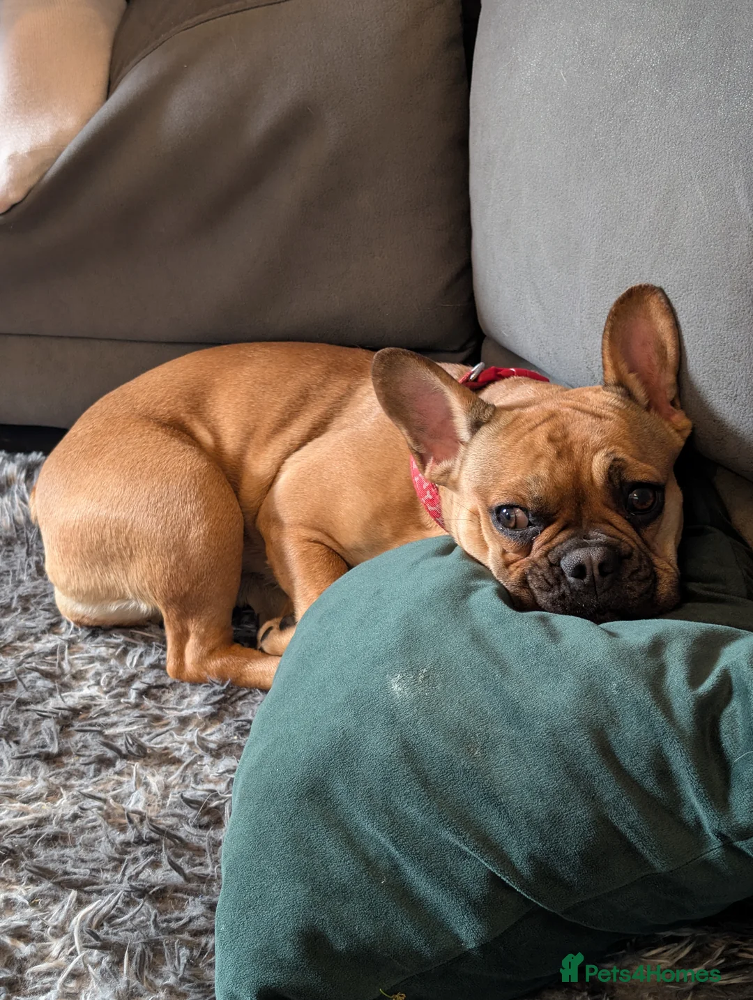 French Bulldog dogs for sale: French bulldog (girl) in Dunmow - Advert 2