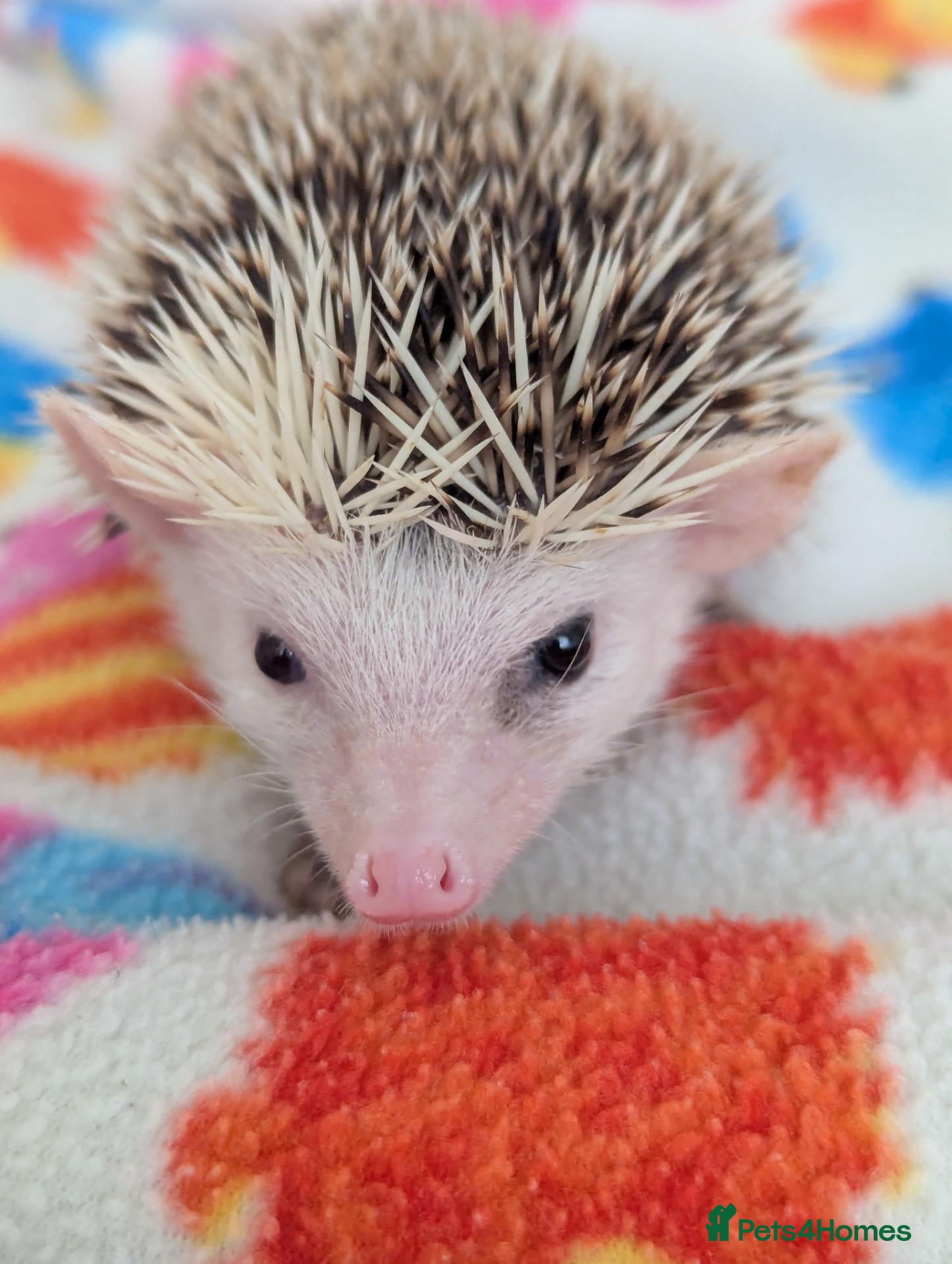Pygmy Hedgehog rodents Stunning Hoglets 8 weeks old/Ready Now - Advert 1