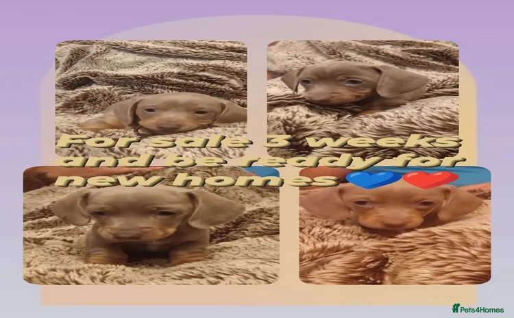 Miniature Dachshund dogs - Advert 7