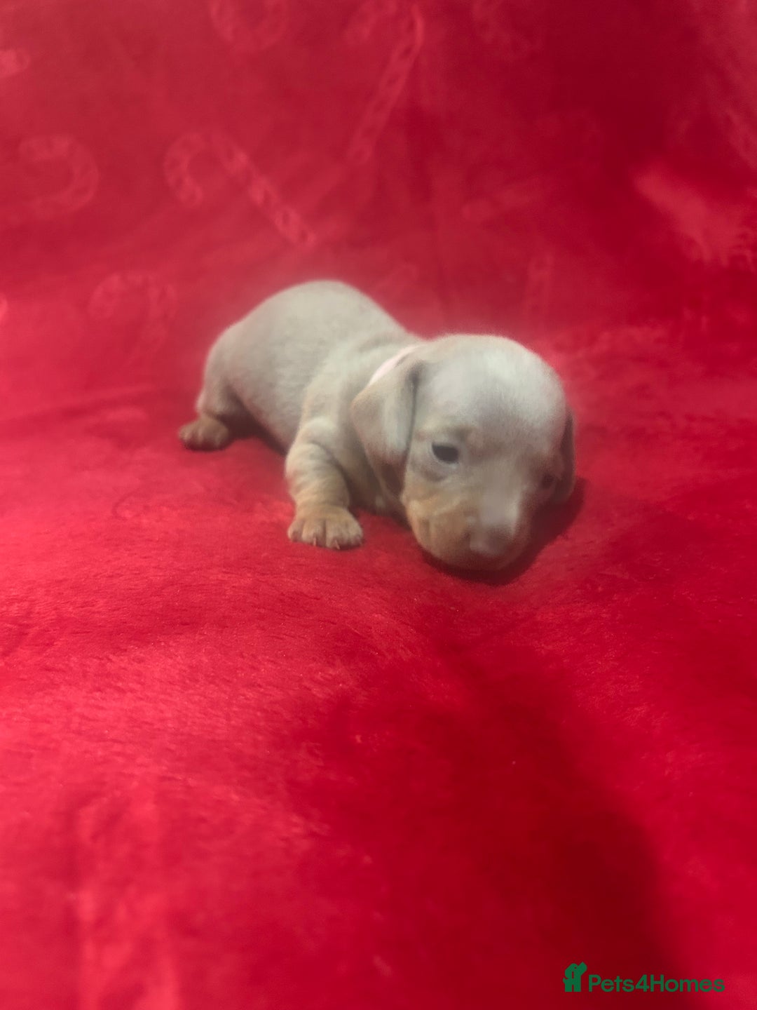 Miniature Dachshund dogs for sale: Isabella dapple Miniature dachshund  - Advert 7
