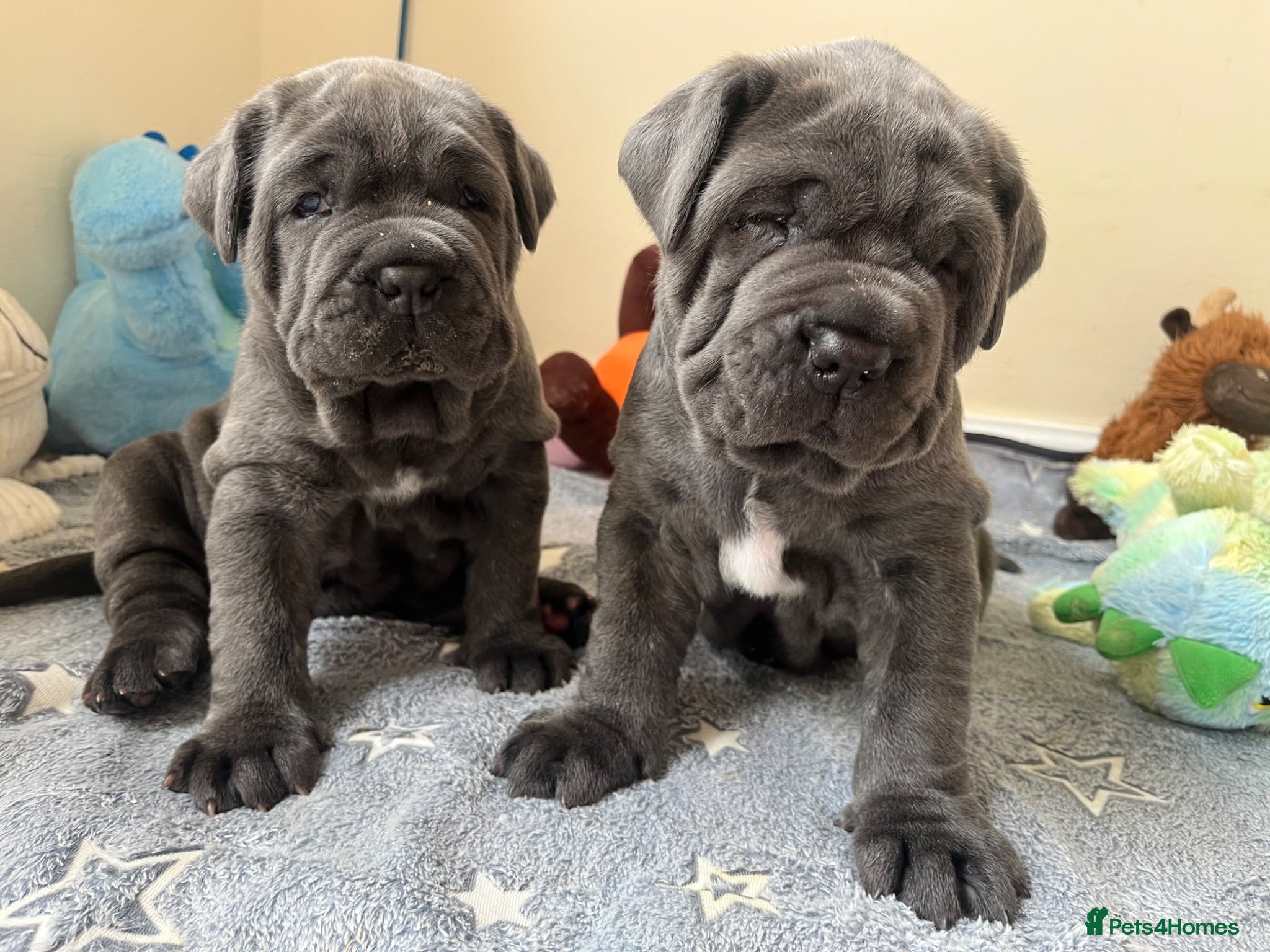 Neapolitan Mastiff dogs 2 puppies Neapolitan mastiff  - Advert 7