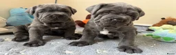 Neapolitan Mastiff dogs for sale: 2 puppies Neapolitan mastiff  - Advert 1