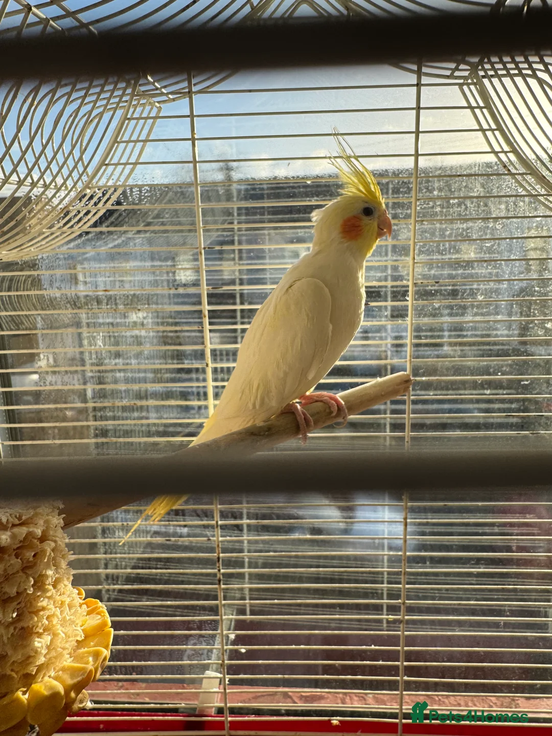 Mixed Breed birds for sale: Love birds and cockatiels Next - Advert 9