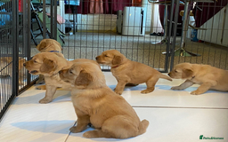 Golden Retriever dogs for sale: beautiful litter of kc Golden Retriever puppies - Image 3