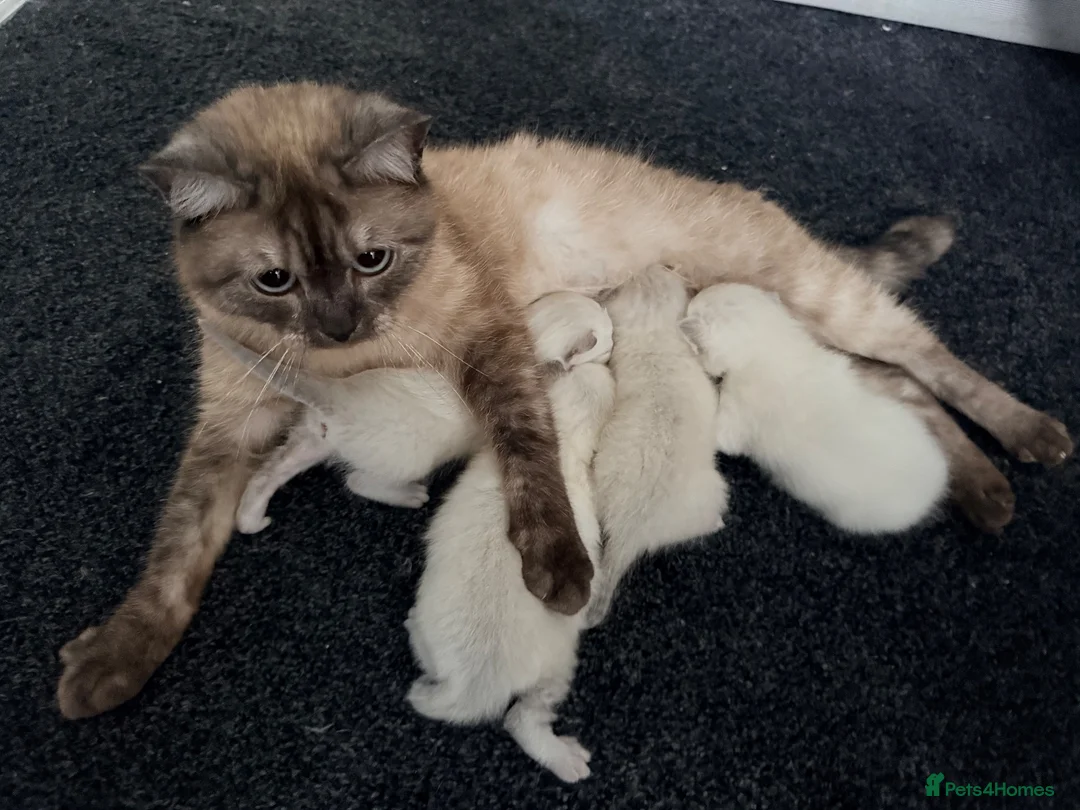 Ragdoll cats for sale: Ragdoll kittens lynx point x 3  - Advert 22