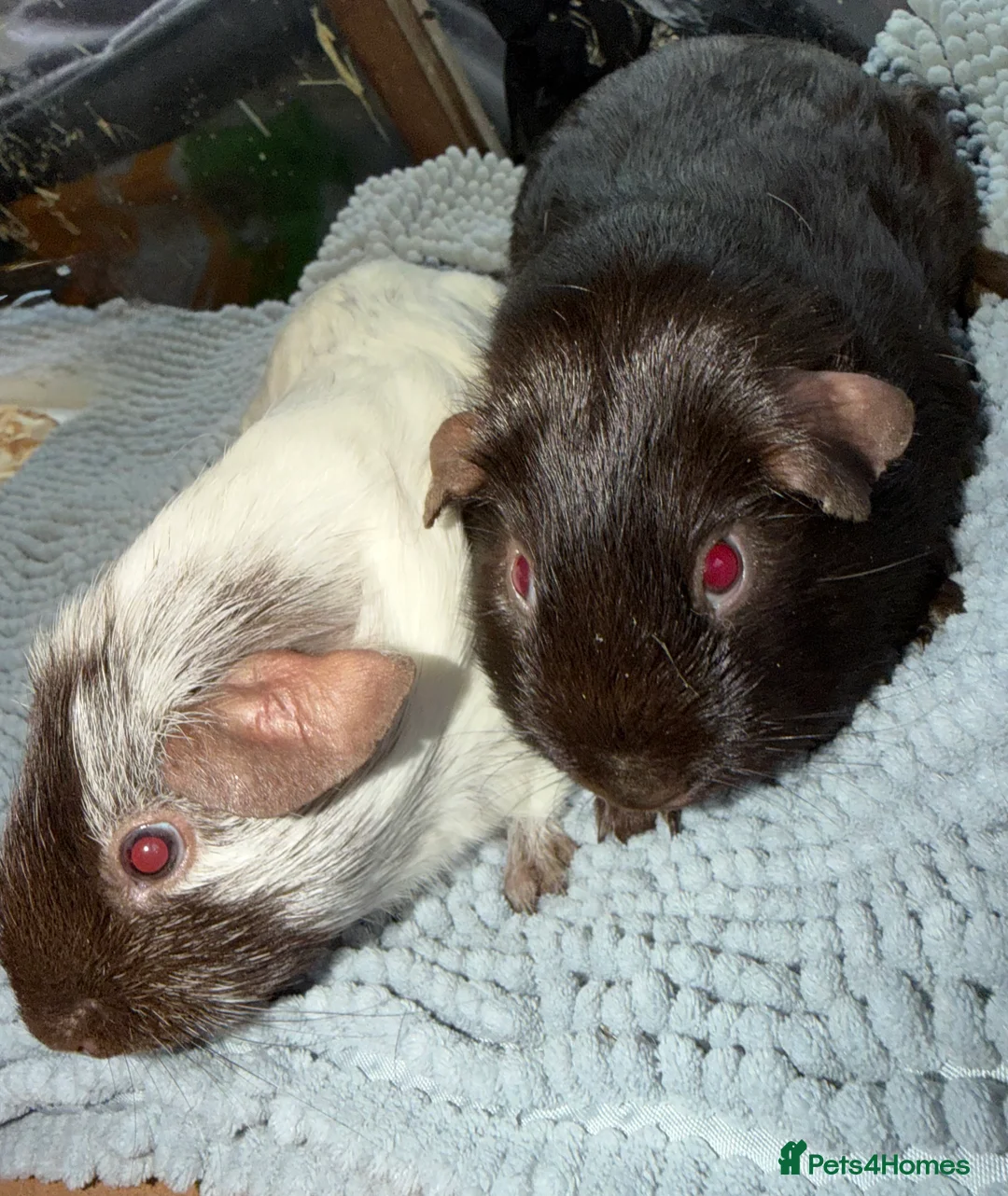 Guinea Pig rodents for sale: Female and male Guinea pigs  - Advert 2