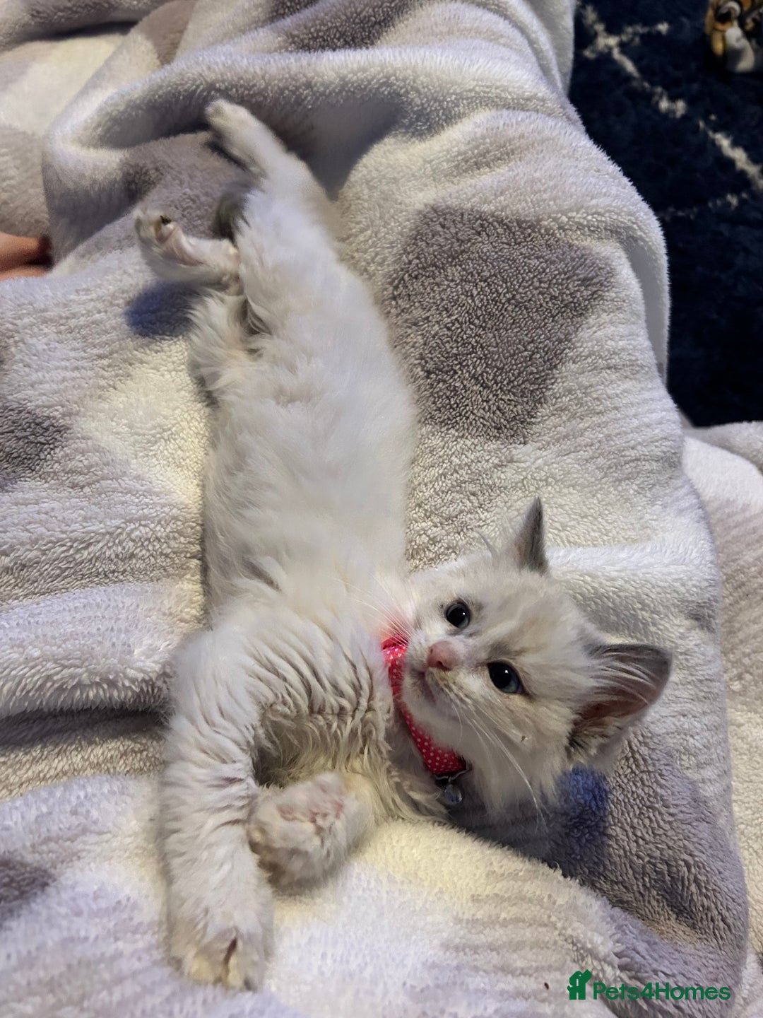 Ragdoll cats for sale: Female ragdoll - Advert 3