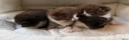 British Shorthair cats for sale: Playful, active, litter trained BSH cross kittens  in Pembroke - Advert 17