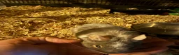 Degus rodents for sale: 2 Female Degus, Premium Double Cage & Accessories - Advert 4