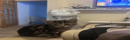 Bengal cats for sale: Beautiful Bengal x tabby mixed kitten  - Advert 5