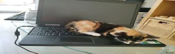 Mixed Breed cats for sale: Lovely kittens looking for their forever home. in Birmingham - Advert 3