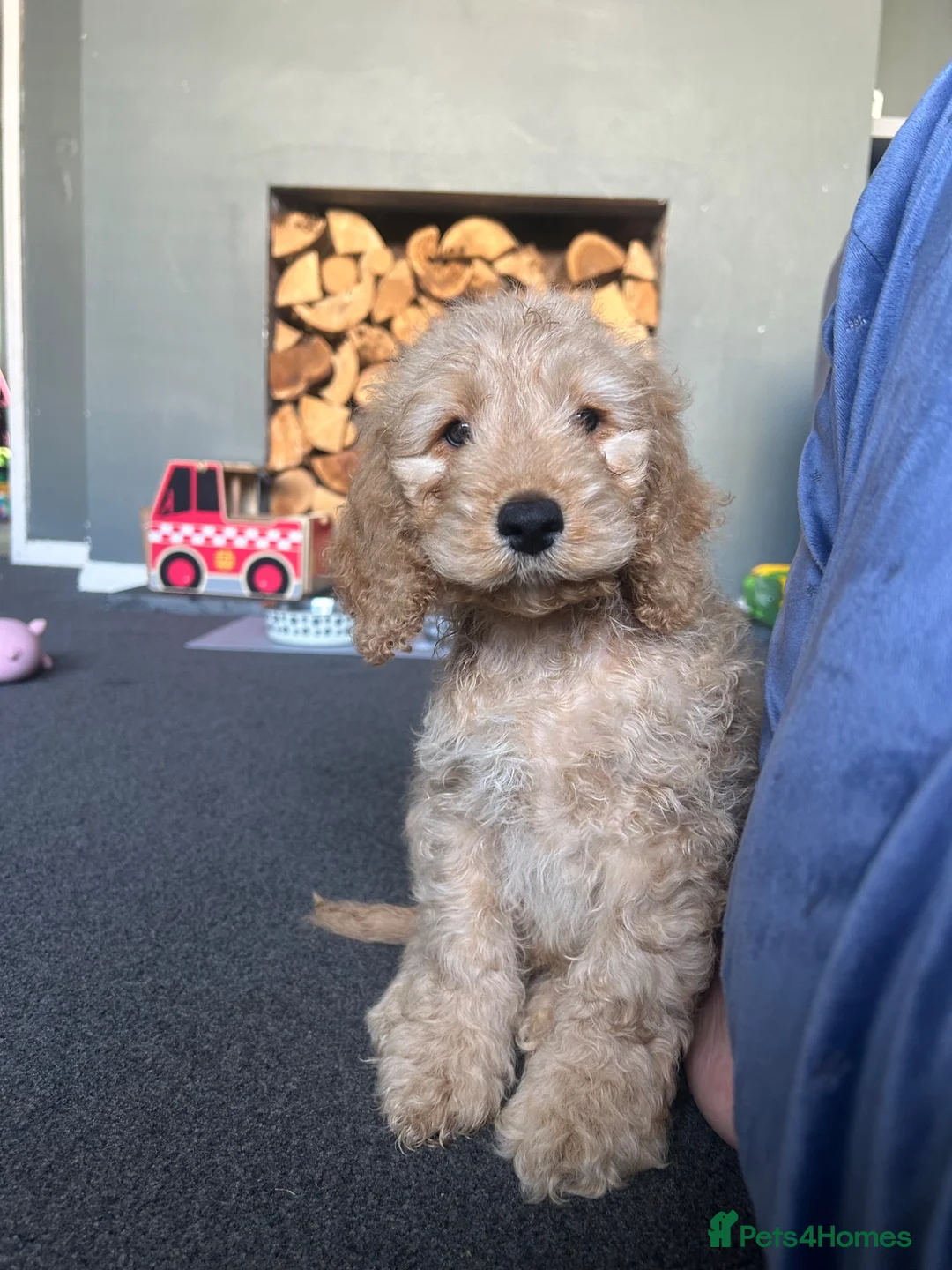 Cockapoo dogs for sale: 15 Week Old Cockapoo Looking for a Forever Home 🐾 in Manchester - Advert 6