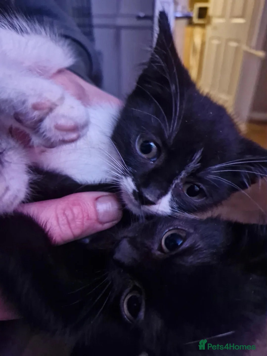 Mixed Breed cats for sale: Black cats  - Advert 2