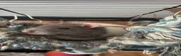 Rat rodents for sale: 2 Male rats - Advert 2