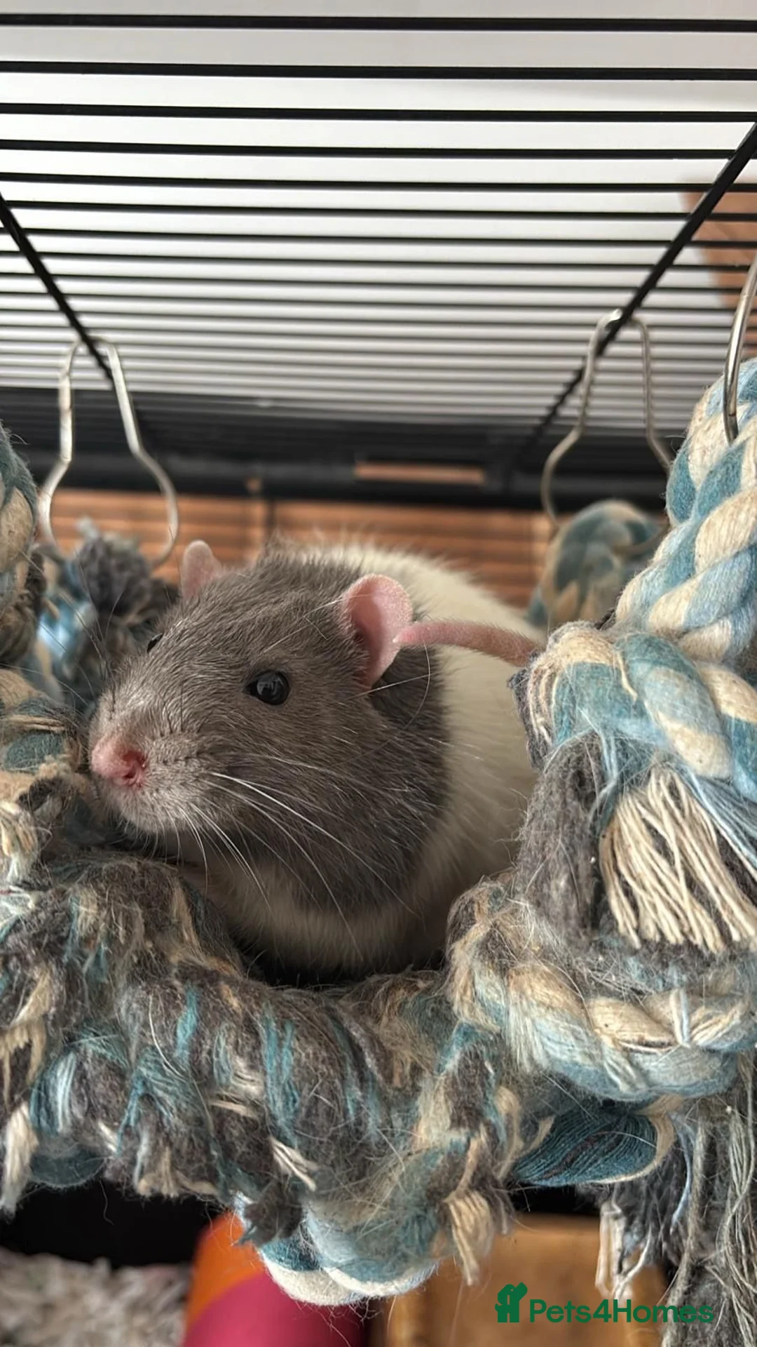Rat rodents for sale: 2 Male rats - Advert 2