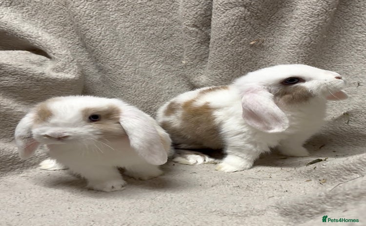Mini Lop rabbits 2 beautiful friendly girl baby mini lops remaining - Advert 2