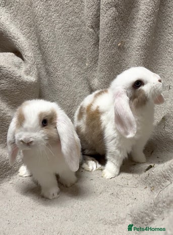 Mini Lop rabbits 2 beautiful friendly girl baby mini lops remaining - Advert 2