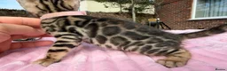 Bengal cats for sale: 3 BENGAL KITTENS - HEALTH/GENETIC TESTED  - Advert 5