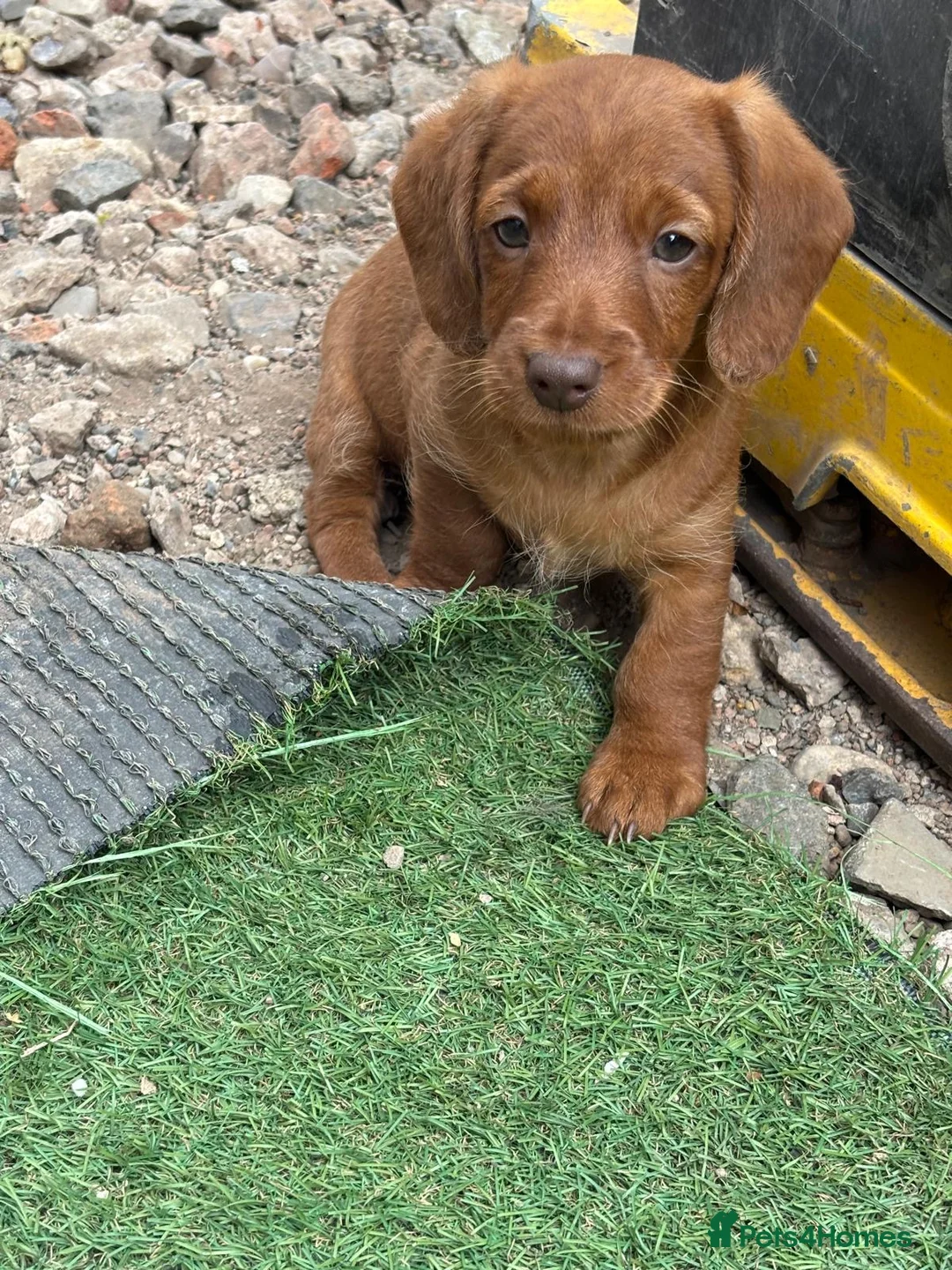 Doxiepoo dogs for sale: Doxipoo  - Advert 1