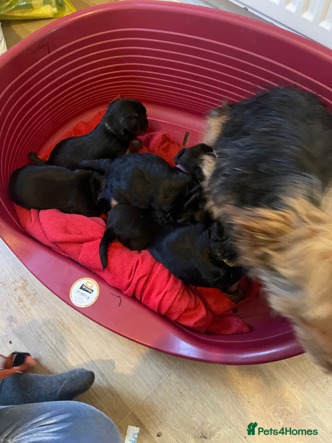 Yorkshire Terrier dogs for sale: Black and tan Yorkshire terrier puppies - Advert 5