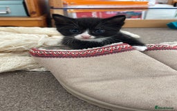 Domestic Shorthair cats for sale: Kittens Ready for Loving Homes – Brighton  - Image 2