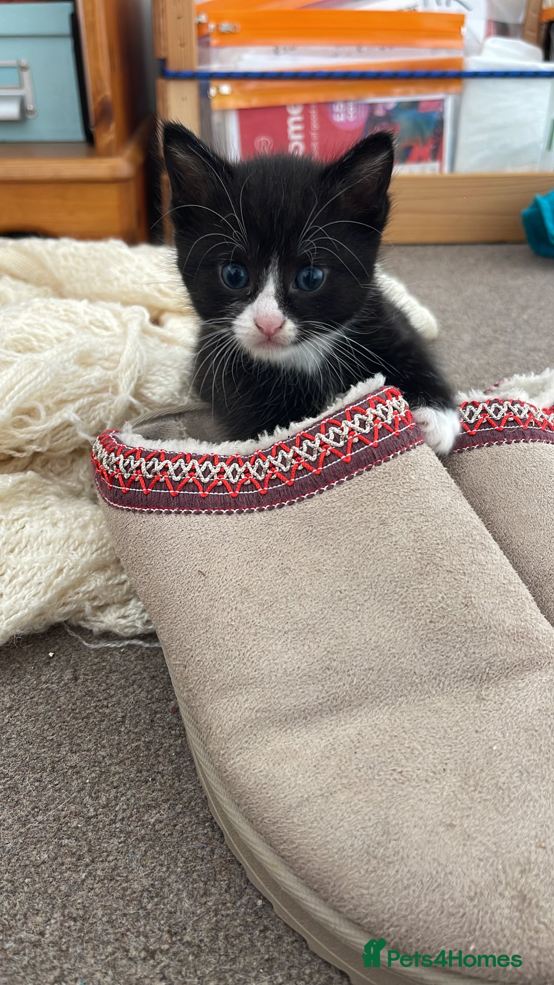 Domestic Shorthair cats for sale: Kittens Ready for Loving Homes – Brighton  - Image 2