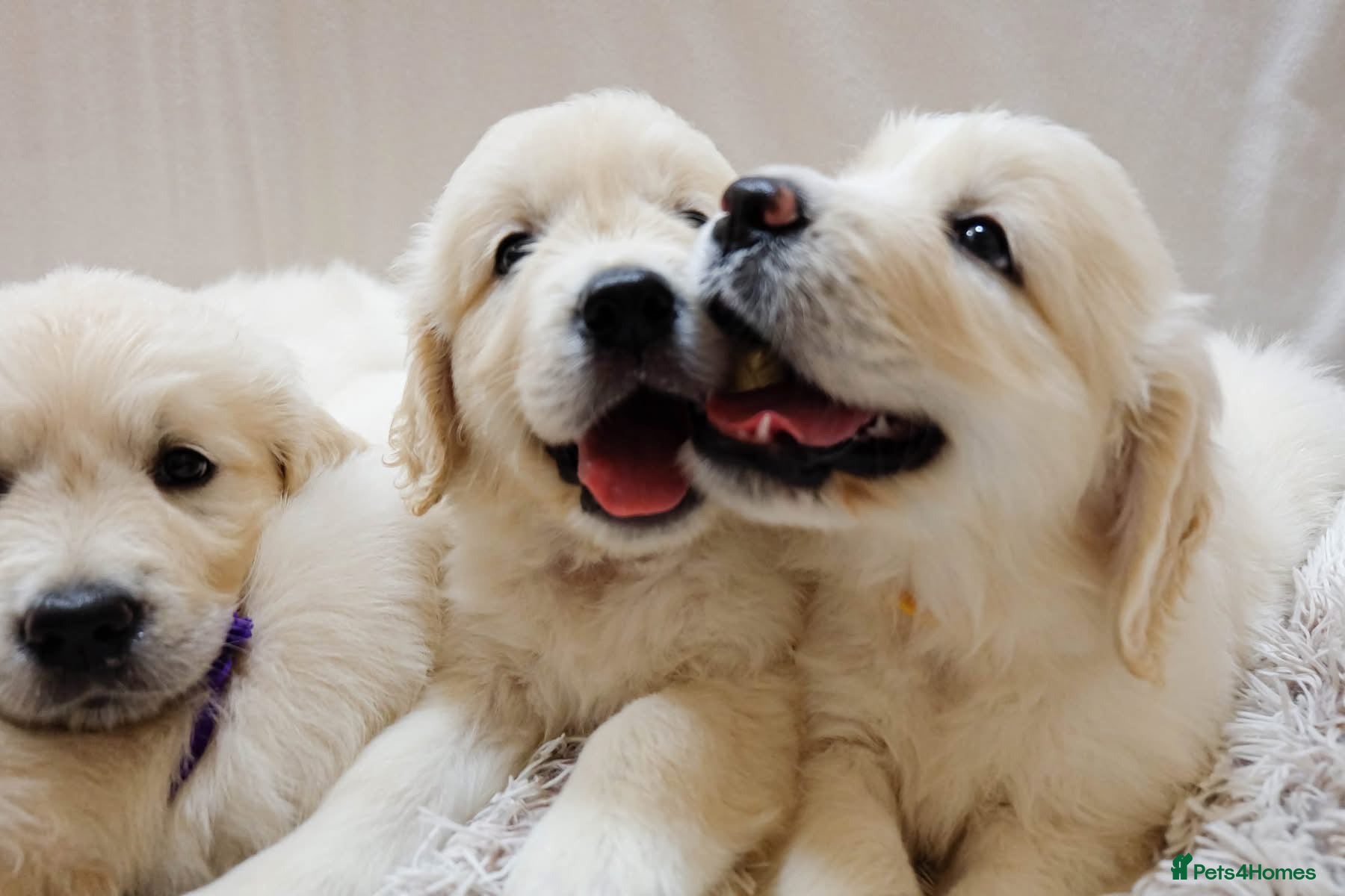 Golden Retriever dogs Cream Golden Retrievers for Sale - Advert 2