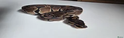 Python Snake reptiles for sale: Leopard het pied ball python in Morpeth - Advert 1