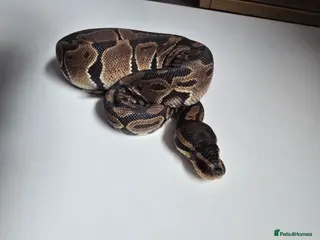 Python Snake reptiles Leopard het pied ball python - Advert 1