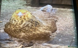 Chickens poultry for sale: Blue partrage brahma pol 2 sisters Stunning girls  - Image 1