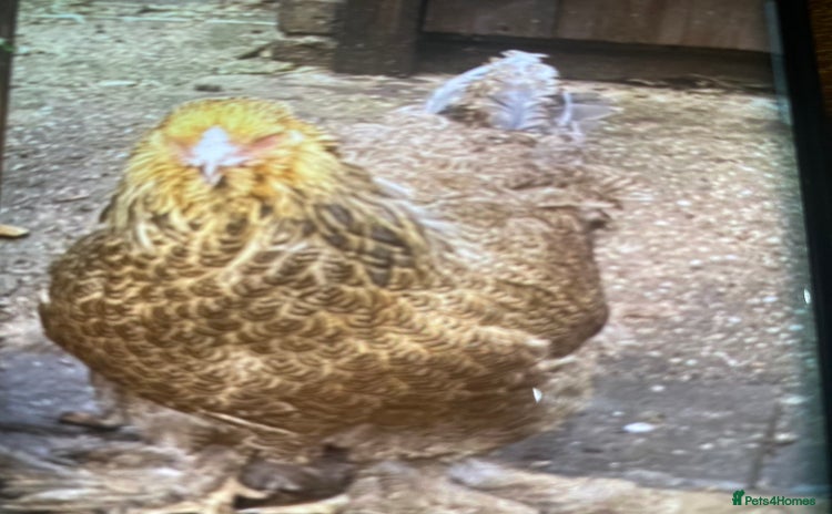 Chickens poultry - Advert 1