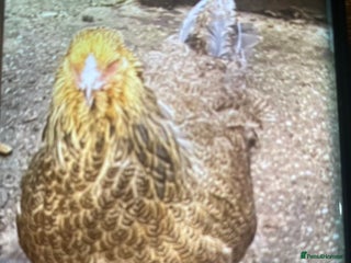 Chickens poultry - Advert 5