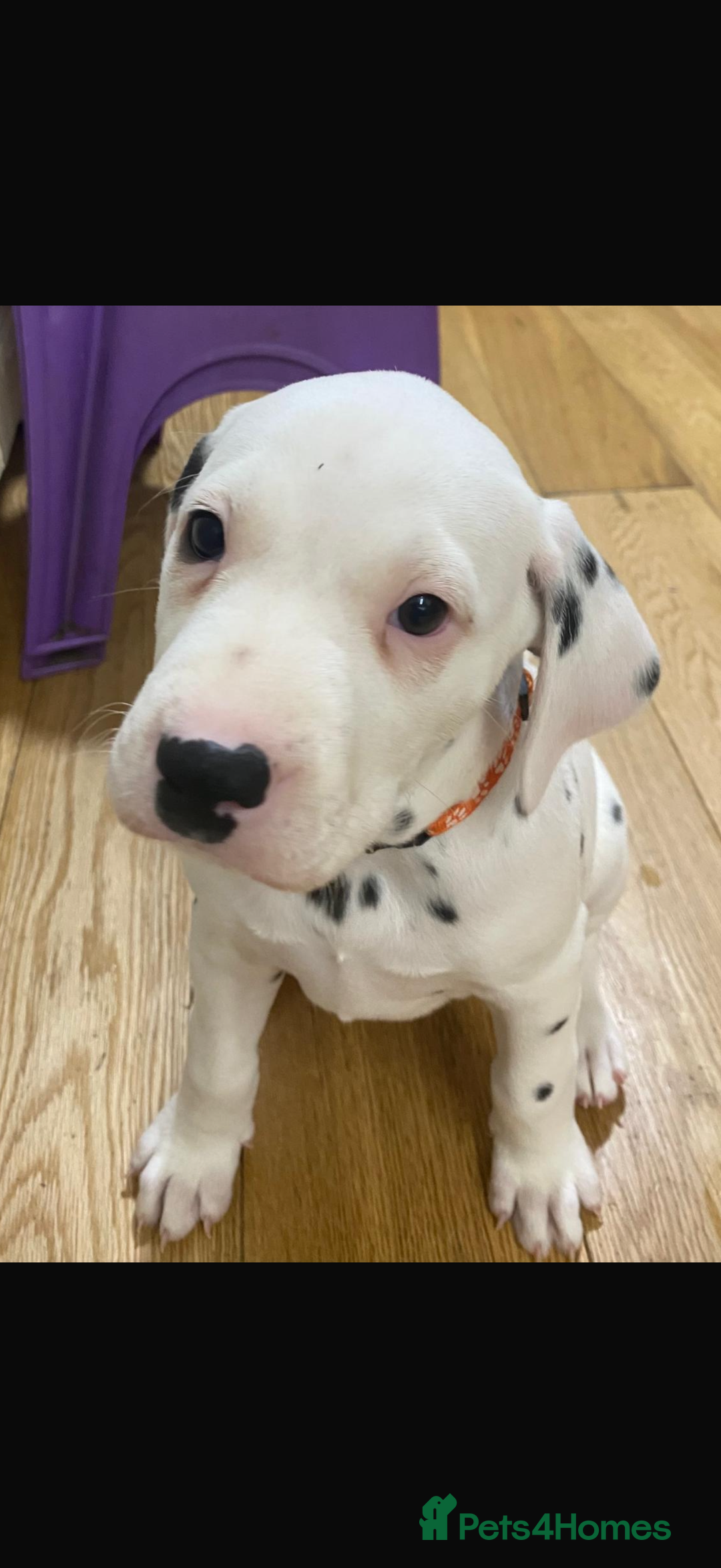 Dalmatian dogs for sale: Dalmațian puppies dogs for sale  - Advert 7