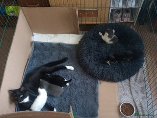Mixed Breed cats for sale: Amazing kitten's - Advert 1