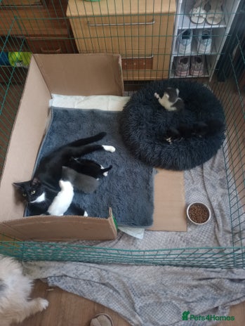 Mixed Breed cats Amazing kitten's - Advert 1