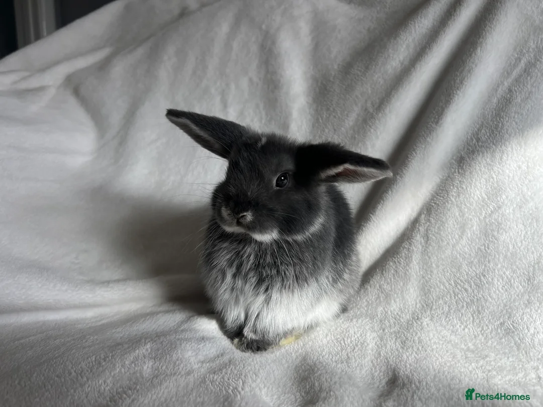 Mini Lop rabbits for sale: Mini Lops Ready Now  - Advert 2