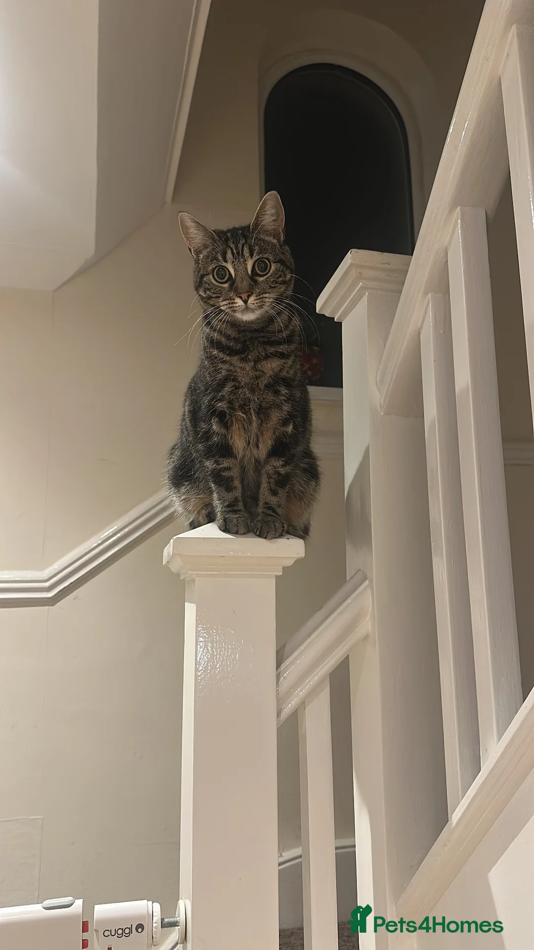 Mixed Breed cats for sale: Female Cat for Rehome - Advert 4