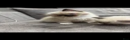 Ragdoll cats for sale: Ragdoll kittens  - Advert 9